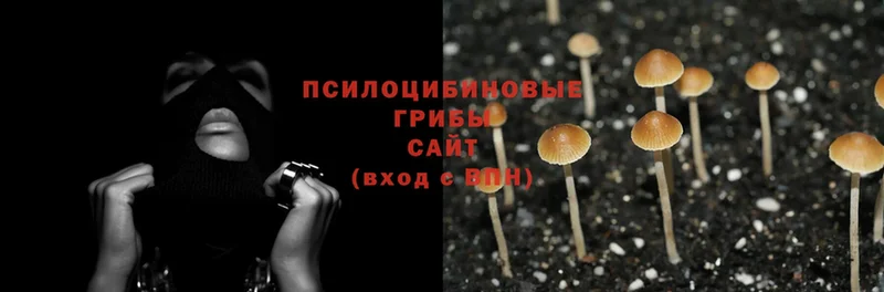 купить   Камышин  Псилоцибиновые грибы Magic Shrooms 